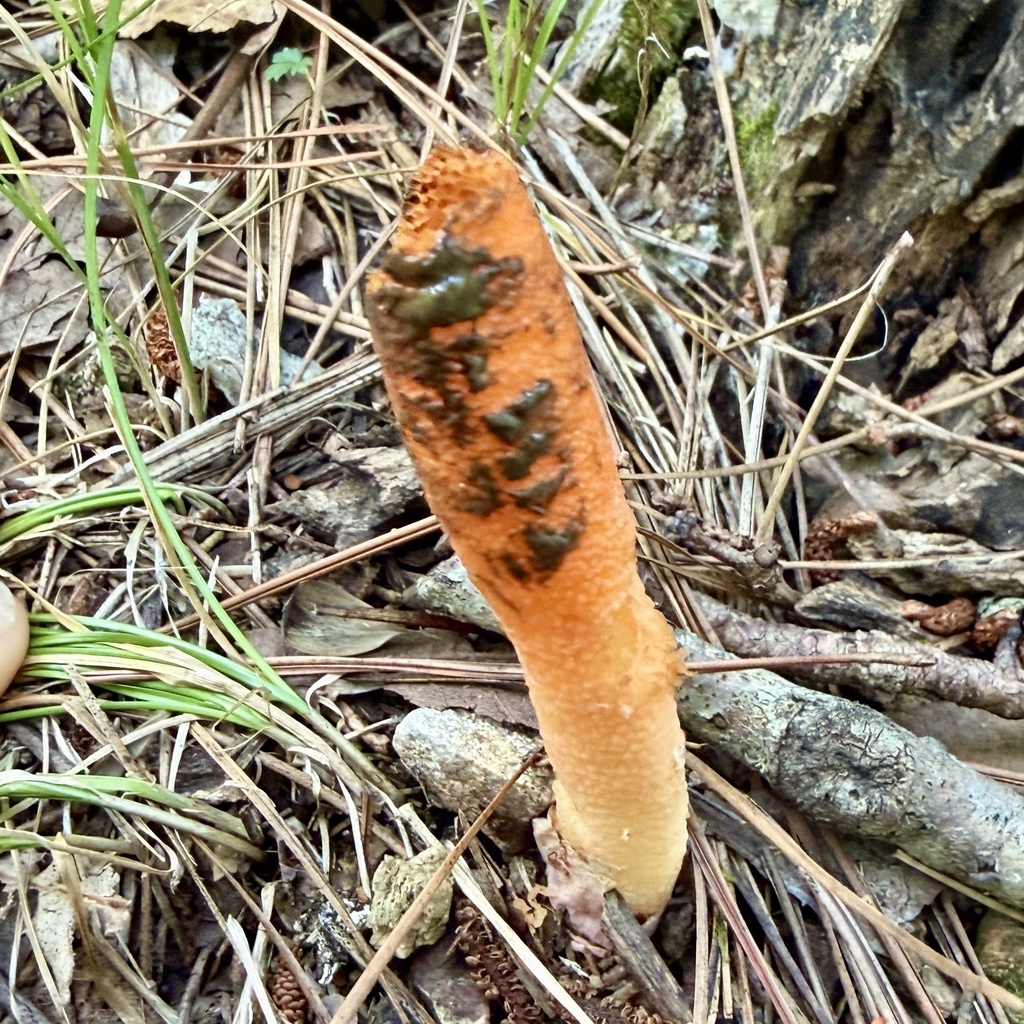 devil's dipstick · July 2026 · photo: Photo: (c) Conway Hawn, some rights reserved (CC BY) · iNaturalist