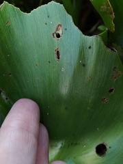 Neochetina eichhorniae