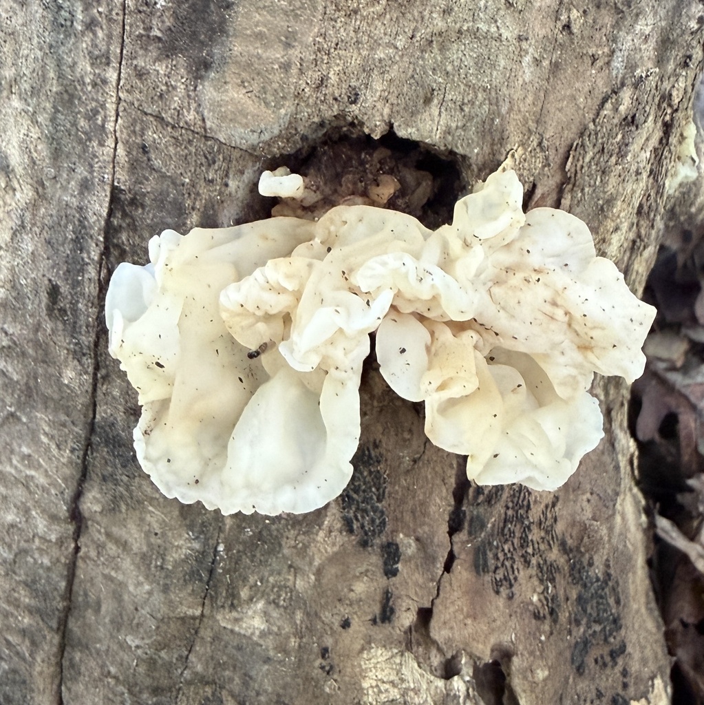 white jelly fungus · July 2026 · photo: Photo: (c) Conway Hawn, some rights reserved (CC BY) · iNaturalist