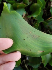 Neochetina eichhorniae