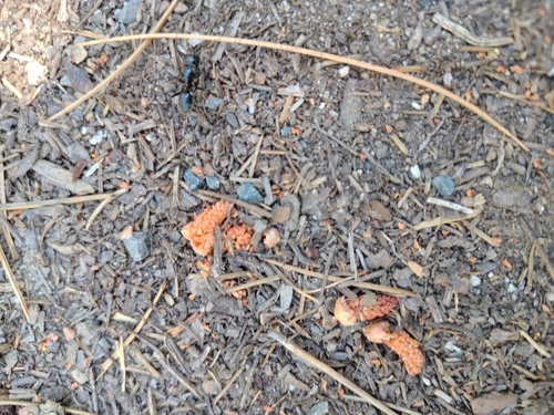 iNaturalist observation photo of Western Black Carpenter Ant