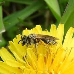 Andrena nasonii