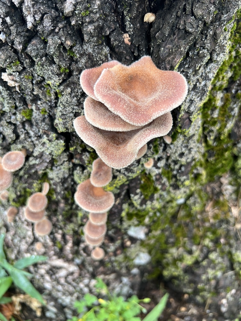 Hairy Oyster Mushroom · July 2026 · photo: Photo: no rights reserved · iNaturalist