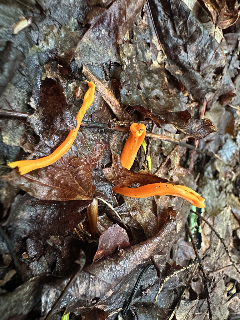 Orange Spindle