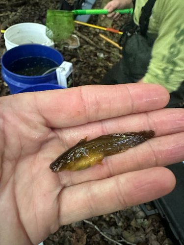 Tadpole Madtom