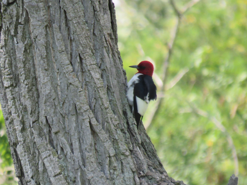 Red-headed Woodpecker observed by kaesea