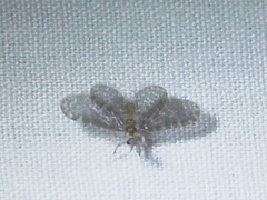 Nallachius americanus