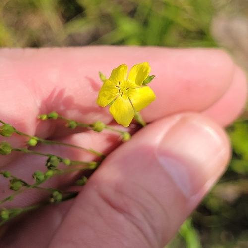 Sandplain flax (Linum intercursum)