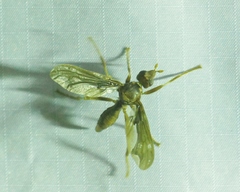 Pyrgota undata