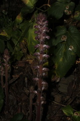 Orobanche pubescens