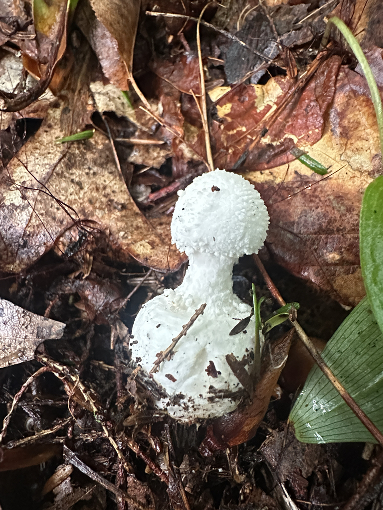 American Abrupt-bulbed Lepidella · July 2026 · photo: Photo: (c) Richard Jacob, some rights reserved (CC BY) · iNaturalist