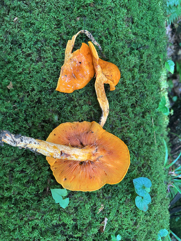 Eastern American jack-o'-lantern · July 2026 · photo: Photo: (c) Richard Jacob, some rights reserved (CC BY) · iNaturalist