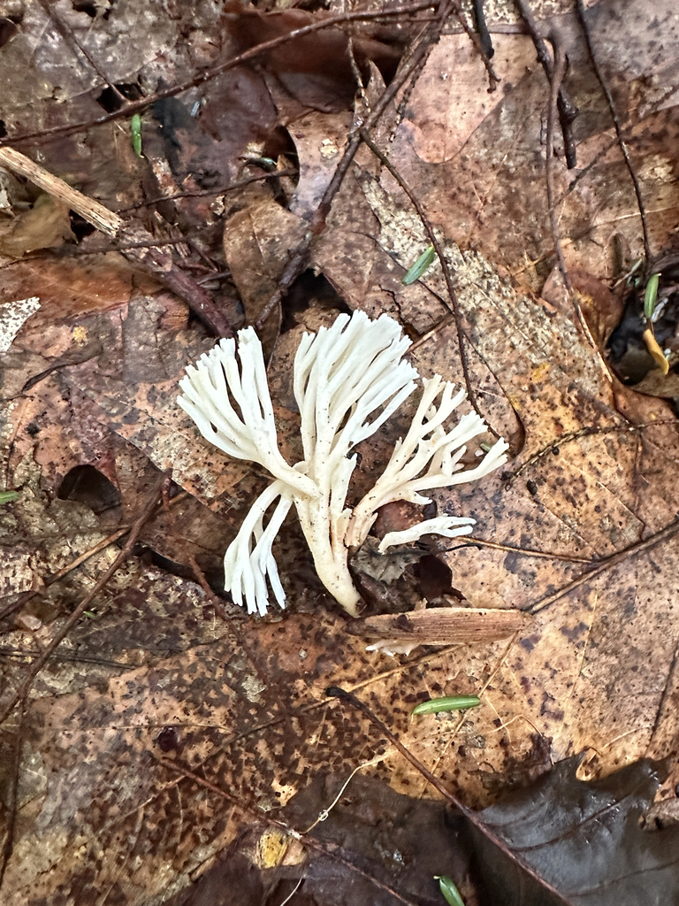 white coral fungus · July 2026 · photo: Photo: (c) Richard Jacob, some rights reserved (CC BY) · iNaturalist