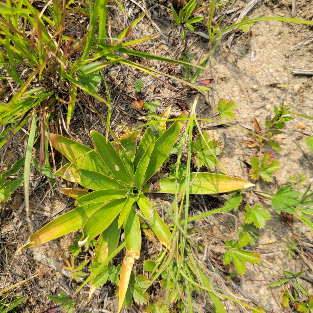 Aletris farinosa; photograph (c) Matt Pelikan, some rights reserved (CC BY)