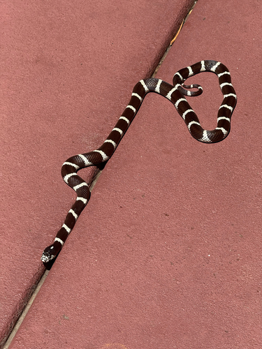 California King Snake observed by alanterra