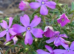 Phlox woodhousei