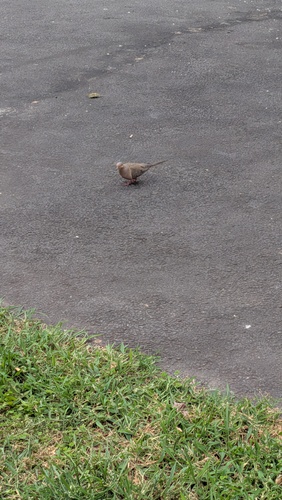 Mourning Dove observed by udcmrk