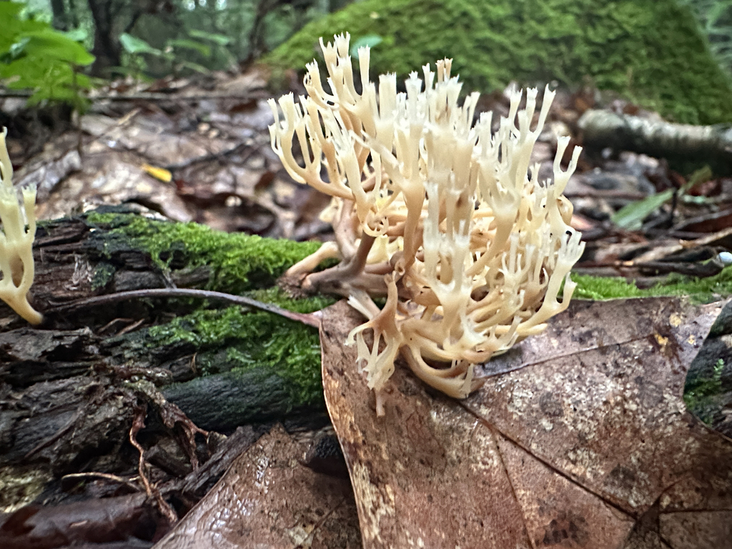 crown-tipped coral fungus · July 2026 · photo: Photo: (c) Richard Jacob, some rights reserved (CC BY) · iNaturalist