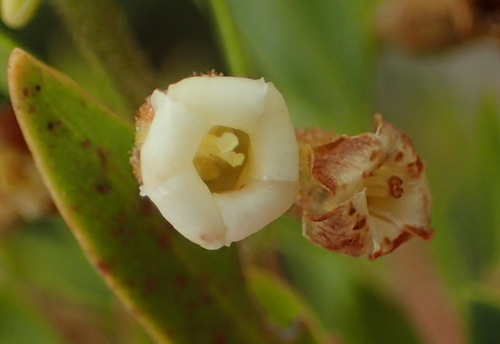 Diospyros glabra, photograph 6