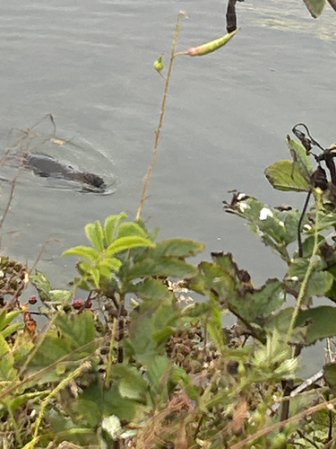 North American River Otter observed by lwillis56