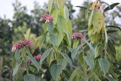 Cavendishia pubescens