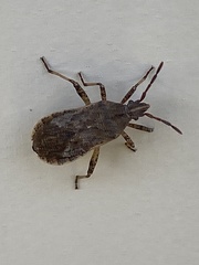 Ceraleptus americanus