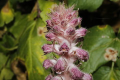 Orobanche pubescens