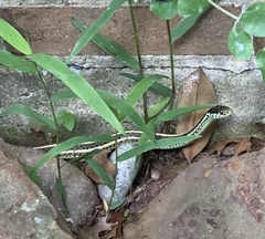 Thamnophis sirtalis annectens