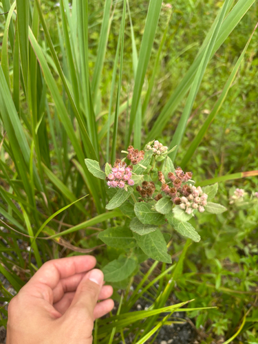 Pluchea baccharis, photograph 5