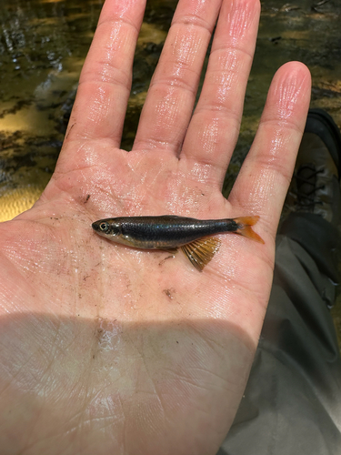 Lowland Shiner