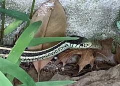 Thamnophis sirtalis annectens