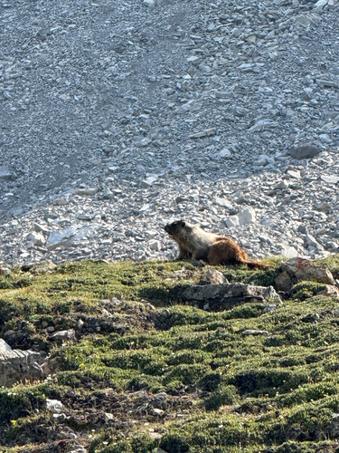 Hoary Marmot observed by j_olivia_k