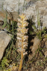 Orobanche pubescens