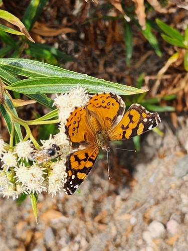 iNaturalist observation photo of West Coast Lady