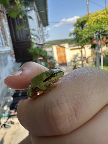Eastern Tree Frog