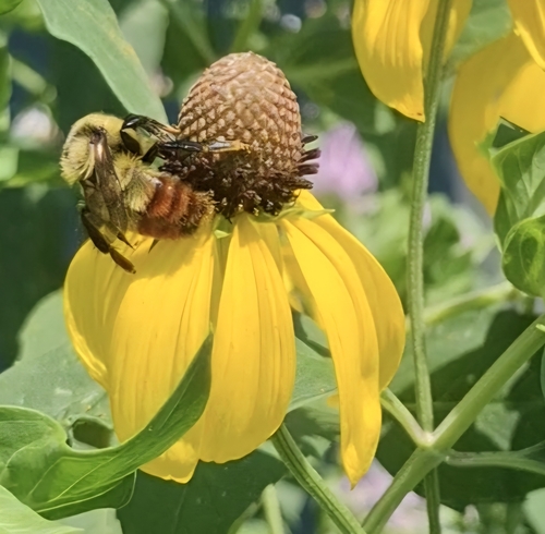 Red-belted Bumble Bee photo 3