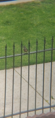 Turdus migratorius