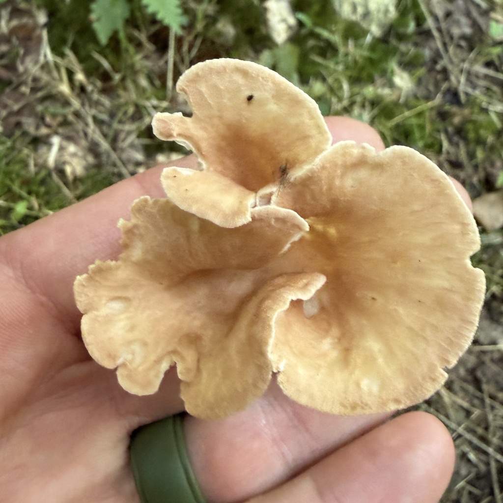 Common Funnel · July 2026 · photo: Photo: (c) Conway Hawn, some rights reserved (CC BY) · iNaturalist