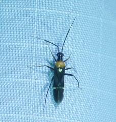 Pseudoxenetus regalis