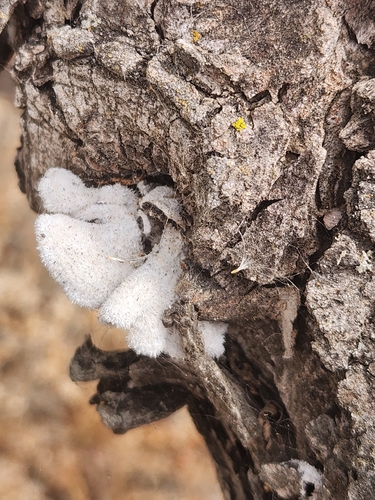 iNaturalist observation photo of Schizophyllum