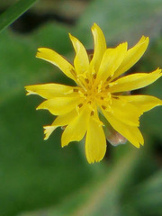 Youngia japonica