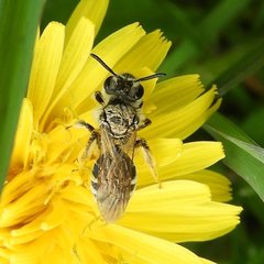 Andrena nasonii
