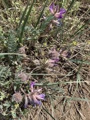 Astragalus shortianus