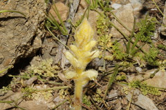 Orobanche pubescens