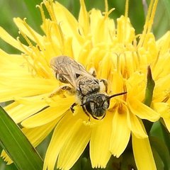 Andrena nasonii