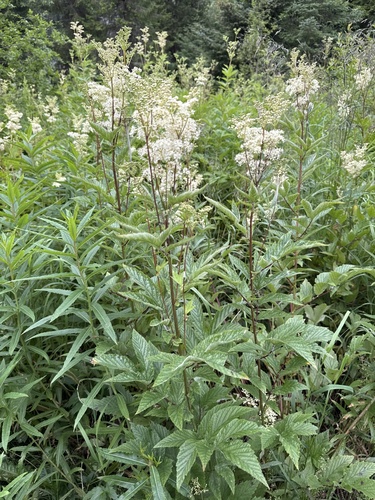 Meadowsweet
