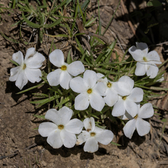 Phlox multiflora, photograph (c) Dan Vickers, some rights reserved (CC BY)