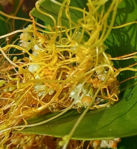 Cuscuta sandwichiana observed 2026-07-18