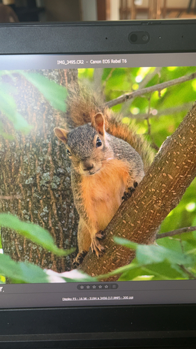 Eastern Fox Squirrel observed by phillipixel