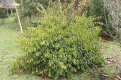 Cavendishia bracteata